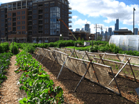 Urban agriculture in Chicago