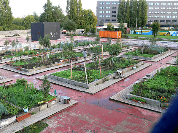 Growth of small scale (peri) urban agriculture in Ghent, Belgium 