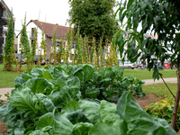 Public vegetable beds in a residential area