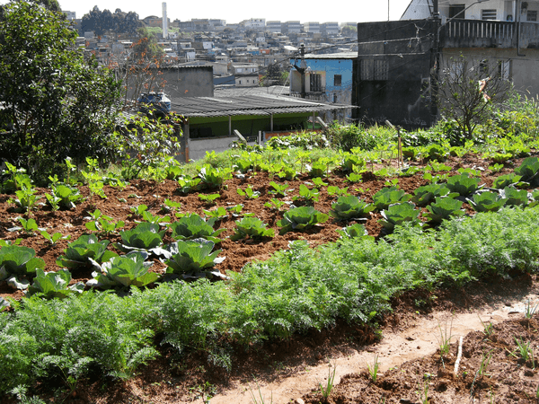 Cities without Hunger – community gardens
