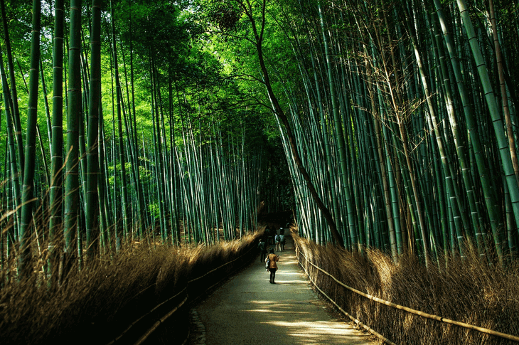 Bambus Wald, Kyoto
