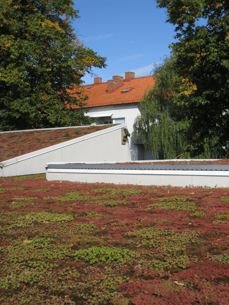 Ekostaden Augustenborg, green roof