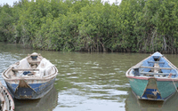 Securing the future of Mangroves