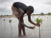 Securing the future of Mangroves