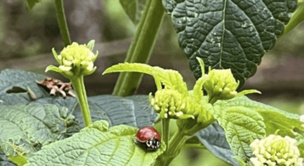 Biofactory of Ladybugs