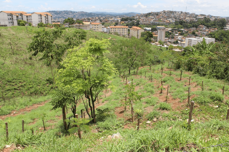 Agroforestry in Belo Horizonte