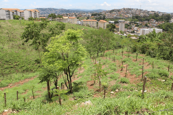 Urban Agroforestry