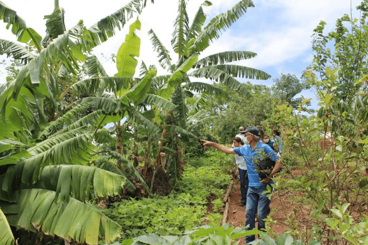 Agroforestry in Belo Horizonte