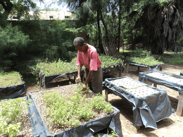 Micro-gardens in Dakar