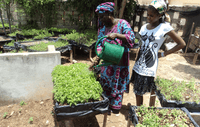 Micro-gardening, Dakar, Senegal